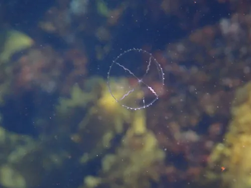 Laodicea undulata