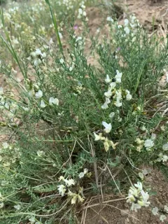 Mulford's Milkvetch thumbnail 2