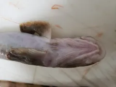 Canadian Eelpout thumbnail 3