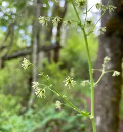 Torrey's Meadow Rue thumbnail 2