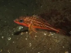 Greenstriped Rockfish thumbnail 3