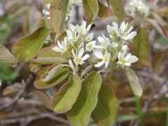 Low Serviceberry thumbnail 3