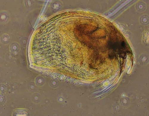 Alonella excisa