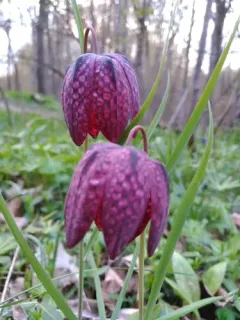 snake's-head fritillary thumbnail 2