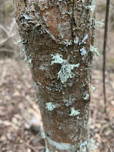 Powdery Twig Lichen