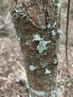 Powdery Twig Lichen thumbnail 1