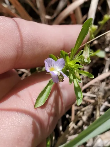 American field pansy