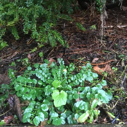 wavy bittercress
