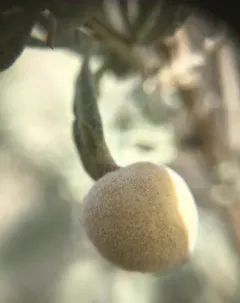 Rhopalomyia hirtipomum thumbnail 2
