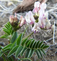 Browse Milkvetch thumbnail 1