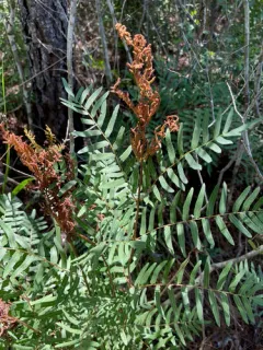 American Royal Fern thumbnail 4
