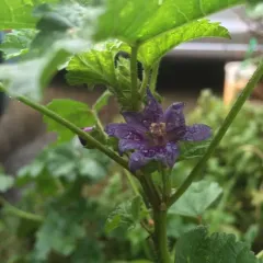 Common Mallow thumbnail 1