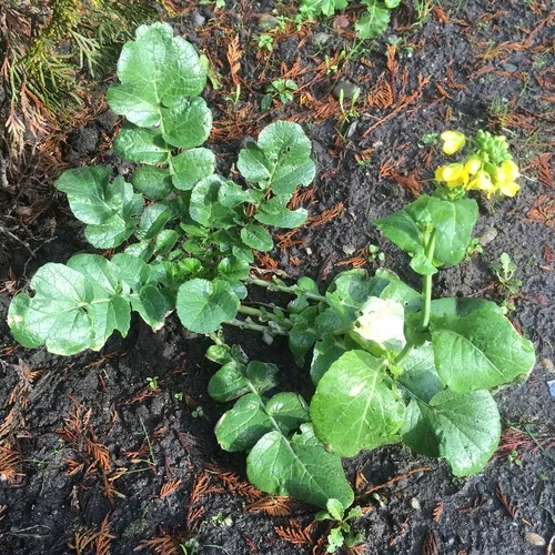 field mustard
