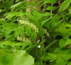 Solomon's-seal thumbnail 2