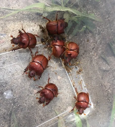 Bradycinetulus fossatus