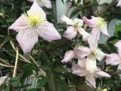 Himalayan clematis thumbnail 2