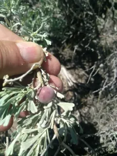 Sagebrush Plum Gall Midge thumbnail 3