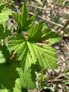 Redcurrant Blister Aphid thumbnail 3