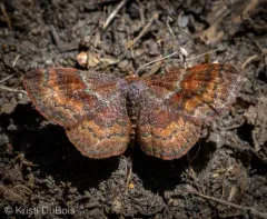 Dark-ribboned Wave Moth thumbnail 4