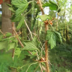 canyon gooseberry thumbnail 4