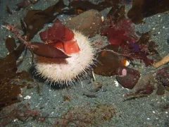 Pale urchin thumbnail 3