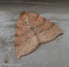Drepanulatrix falcataria thumbnail 3