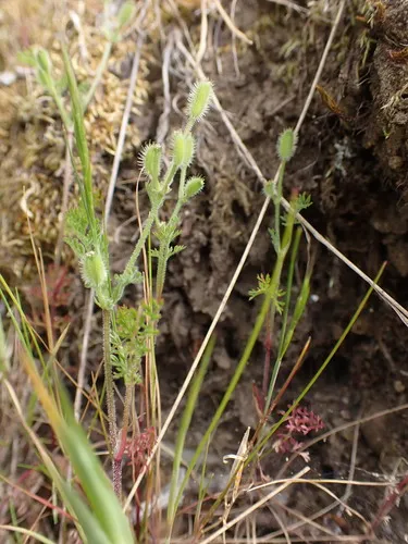 California Hedge Parsley