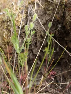 California Hedge Parsley thumbnail 1