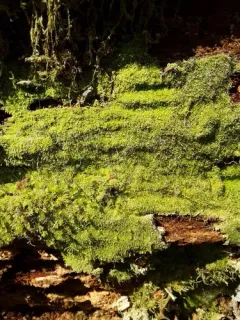 Forcipated Pincerwort thumbnail 2
