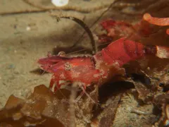 Spirontocaris lamellicornis thumbnail 4