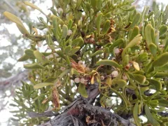 dense mistletoe thumbnail 1