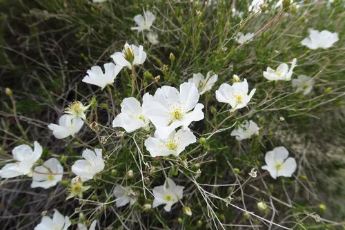 Apache plume