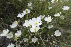 Apache plume thumbnail 1