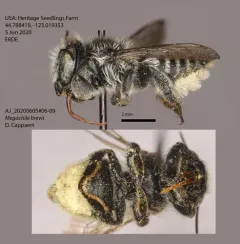 Megachile brevis thumbnail 3