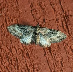 Eupithecia rotundopuncta thumbnail 2