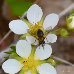 Golden-haired Wood Fly thumbnail 2