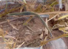 Lineus viridis thumbnail 1
