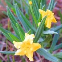 narrowleaf puccoon thumbnail 1