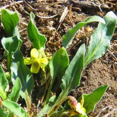 Nuttall's Violet thumbnail 3