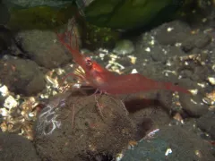 Alaskan Pink Shrimp thumbnail 2