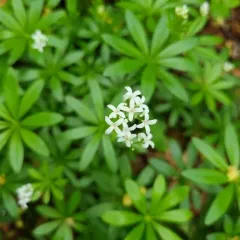 Sweet Woodruff thumbnail 4