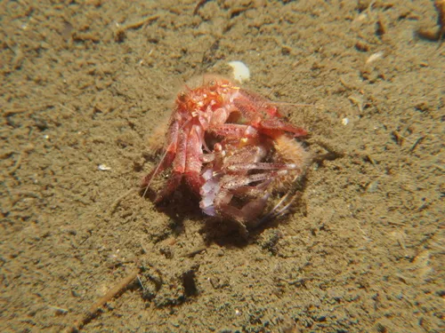 Splendid Hermit