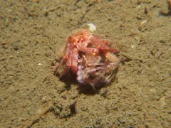 Splendid Hermit thumbnail 1