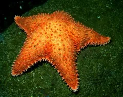 Trojan Star thumbnail 4