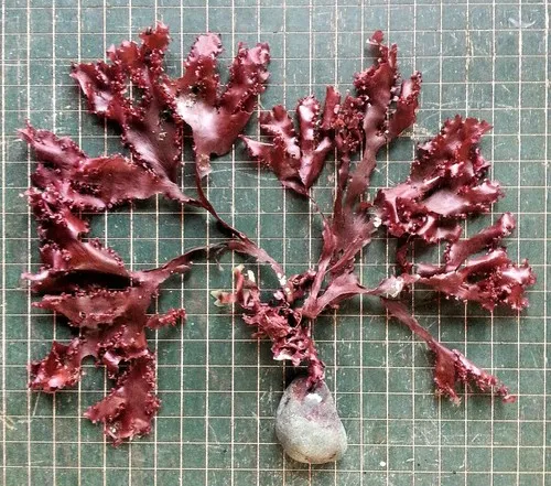 Grape Tongue