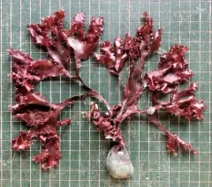 Grape Tongue thumbnail 1