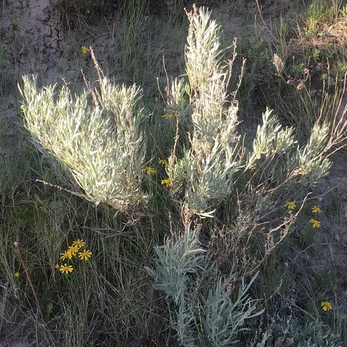Silver Sagebrush