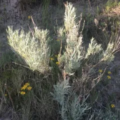 Silver Sagebrush thumbnail 1