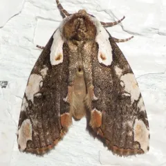 Dogwood Thyatirid Moth thumbnail 2