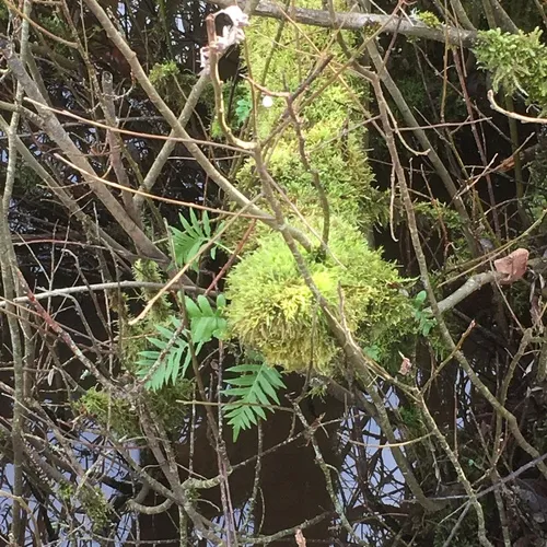 licorice fern